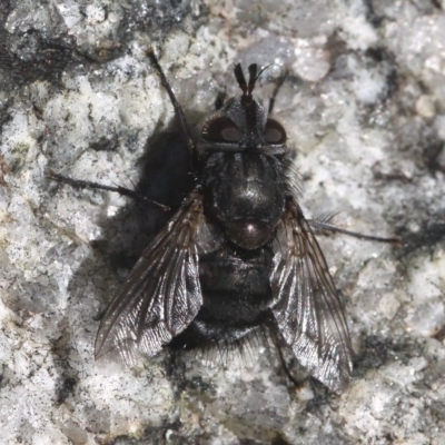 Tachinidae (family) (Unidentified Bristle fly) at Namadgi National Park - 22 Jul 2017 by HarveyPerkins