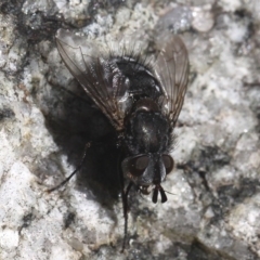 Tachinidae (family) at Paddys River, ACT - 22 Jul 2017 01:57 PM