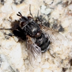 Tachinidae (family) (Unidentified Bristle fly) at Paddys River, ACT - 22 Jul 2017 by HarveyPerkins