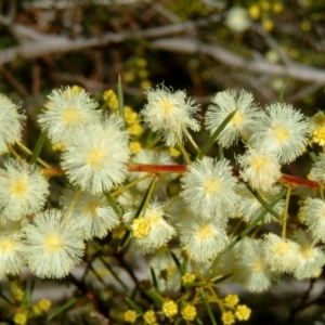 Acacia genistifolia at Farrer, ACT - 24 Jun 2017 03:23 PM