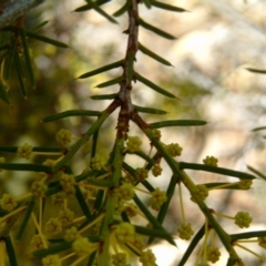 Acacia genistifolia at Farrer, ACT - 24 Jun 2017 03:23 PM