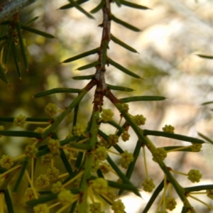 Acacia genistifolia at Farrer, ACT - 24 Jun 2017 03:23 PM