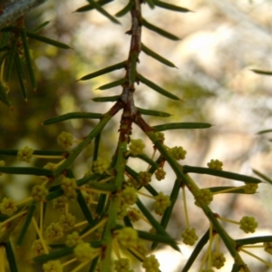 Acacia genistifolia at Farrer, ACT - 24 Jun 2017