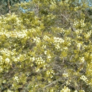 Acacia genistifolia at Farrer, ACT - 24 Jun 2017 03:23 PM