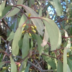 Muellerina eucalyptoides (Creeping Mistletoe) at Mount Mugga Mugga - 29 Jun 2017 by julielindner