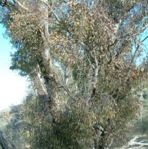 Muellerina eucalyptoides at Symonston, ACT - 29 Jun 2017 04:44 PM