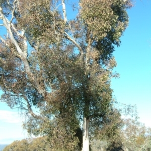 Muellerina eucalyptoides at Symonston, ACT - 29 Jun 2017 04:44 PM