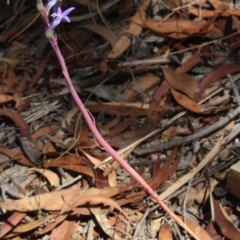 Lobelia dentata/gibbosa (Lobelia dentata or gibbosa) at Gundaroo, NSW - 12 Jan 2017 by MaartjeSevenster