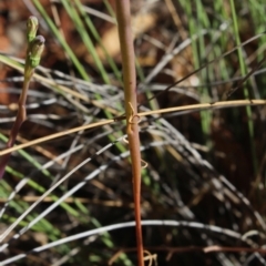 Lobelia dentata/gibbosa at Gundaroo, NSW - 12 Jan 2017