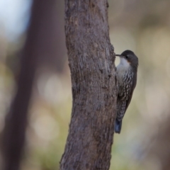 Cormobates leucophaea (White-throated Treecreeper) at Gungahlin, ACT - 23 Jul 2017 by SallyandPeter