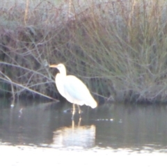 Ardea plumifera (Plumed Egret) at Giralang, ACT - 22 Jul 2017 by AndyRussell