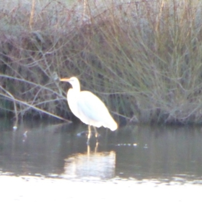 Ardea plumifera (Plumed Egret) at Giralang Wetlands - 22 Jul 2017 by AndyRussell