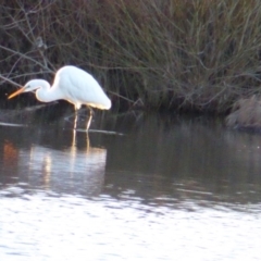 Ardea plumifera at Giralang, ACT - 22 Jul 2017 04:46 PM