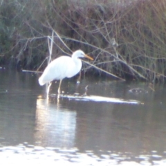 Ardea plumifera at Giralang, ACT - 22 Jul 2017 04:46 PM