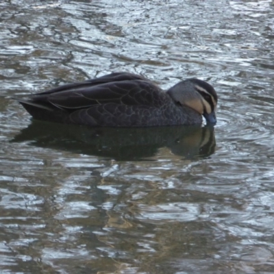 Anas superciliosa (Pacific Black Duck) at Giralang Wetlands - 23 Jul 2017 by AndyRussell