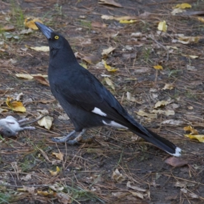 Strepera graculina (Pied Currawong) at Lake Burley Griffin West - 28 Apr 2015 by Alison Milton