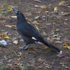 Strepera graculina (Pied Currawong) at Yarralumla, ACT - 28 Apr 2015 by Alison Milton