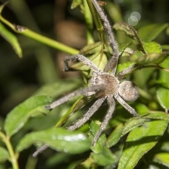 Isopeda sp. (genus) (Huntsman Spider) at Higgins, ACT - 28 Mar 2014 by AlisonMilton