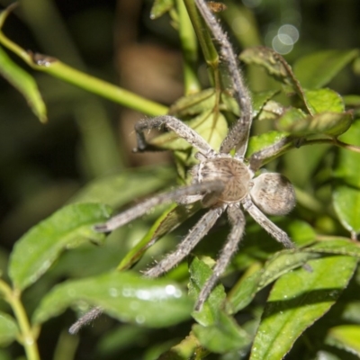 Isopeda (genus) (Huntsman Spider) at Higgins, ACT - 28 Mar 2014 by Alison Milton
