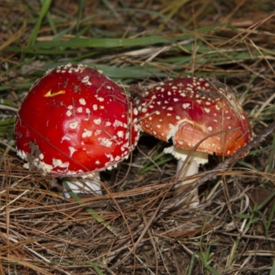 Amanita muscaria (Fly Agaric) at Lake Burley Griffin West - 28 Apr 2015 by Alison Milton