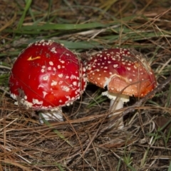 Amanita muscaria (Fly Agaric) at Yarralumla, ACT - 28 Apr 2015 by Alison Milton