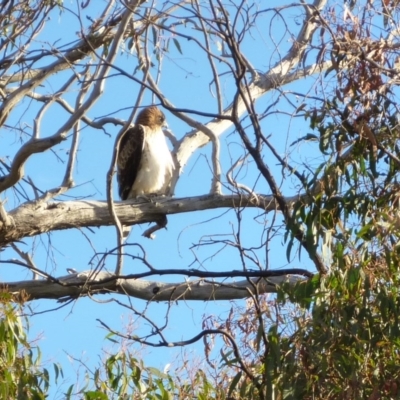 Hieraaetus morphnoides (Little Eagle) by AlisonMilton