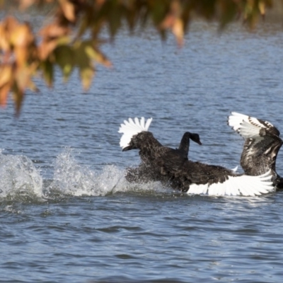 Cygnus atratus (Black Swan) at Belconnen, ACT - 18 May 2017 by AlisonMilton