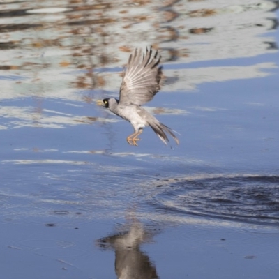 Manorina melanocephala (Noisy Miner) at Belconnen, ACT - 18 May 2017 by Alison Milton