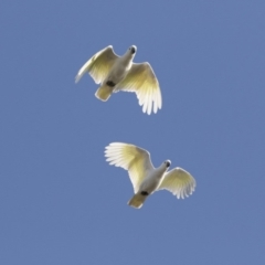 Cacatua galerita (Sulphur-crested Cockatoo) at Lake Ginninderra - 18 May 2017 by Alison Milton