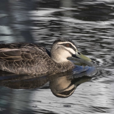 Anas superciliosa (Pacific Black Duck) at Lake Ginninderra - 18 May 2017 by AlisonMilton