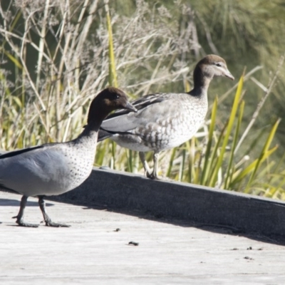 Chenonetta jubata (Australian Wood Duck) at Stromlo, ACT - 19 Jul 2017 by AlisonMilton