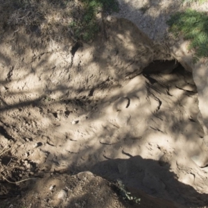 Vombatus ursinus at Stromlo, ACT - 20 Jul 2017 10:08 AM