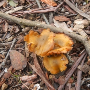 zz agaric (stem; gills not white/cream) at Higgins, ACT - 30 Jul 2016