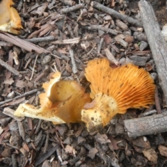 zz agaric (stem; gills not white/cream) at Higgins, ACT - 30 Jul 2016