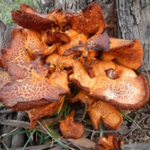 Gymnopilus junonius at Holt, ACT - 30 Jul 2016