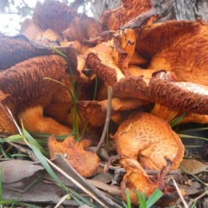 Gymnopilus junonius at Holt, ACT - 30 Jul 2016