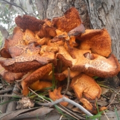 Gymnopilus junonius at Holt, ACT - 30 Jul 2016