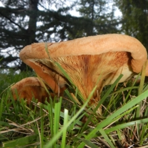 Paxillus involutus at Yarralumla, ACT - 9 Apr 2014