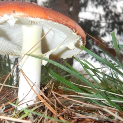 Amanita muscaria (Fly Agaric) at Lake Burley Griffin West - 30 Apr 2015 by Alison Milton