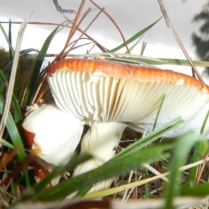 Amanita muscaria at Yarralumla, ACT - 30 Apr 2015