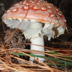 Amanita muscaria at Yarralumla, ACT - 30 Apr 2015