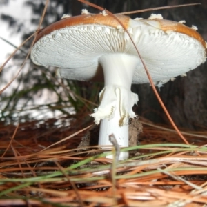 Amanita muscaria at Yarralumla, ACT - 30 Apr 2015