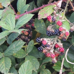 Rubus anglocandicans at Paddys River, ACT - 18 Mar 2017