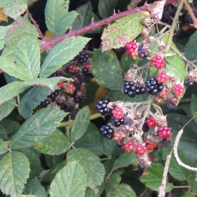 Rubus anglocandicans (Blackberry) at Paddys River, ACT - 18 Mar 2017 by MichaelBedingfield