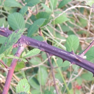 Rubus anglocandicans at Paddys River, ACT - 18 Mar 2017