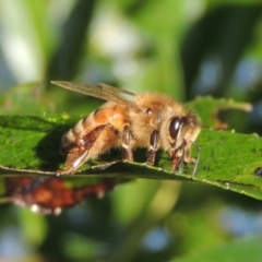 Apis mellifera (European honey bee) at Point Hut to Tharwa - 18 Mar 2017 by michaelb