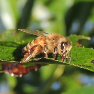 Apis mellifera at Paddys River, ACT - 18 Mar 2017