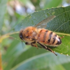 Apis mellifera at Paddys River, ACT - 18 Mar 2017