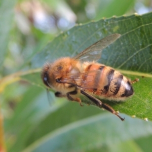 Apis mellifera at Paddys River, ACT - 18 Mar 2017