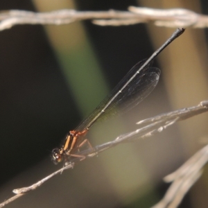 Nososticta solida at Paddys River, ACT - 18 Mar 2017 06:40 PM